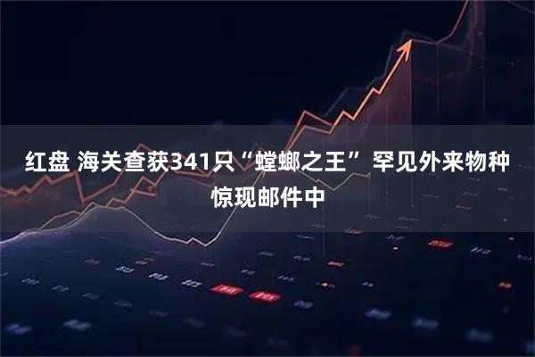 红盘 海关查获341只“螳螂之王” 罕见外来物种惊现邮件中